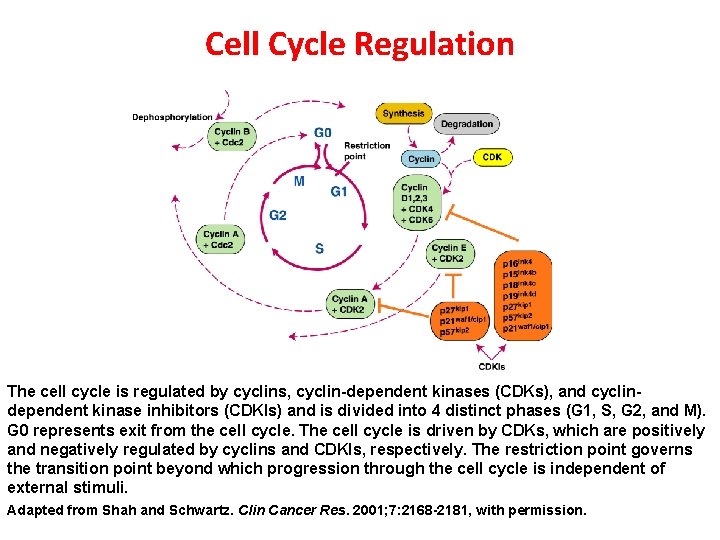 Cell Cycle Regulation The cell cycle is regulated by cyclins, cyclin-dependent kinases (CDKs), and