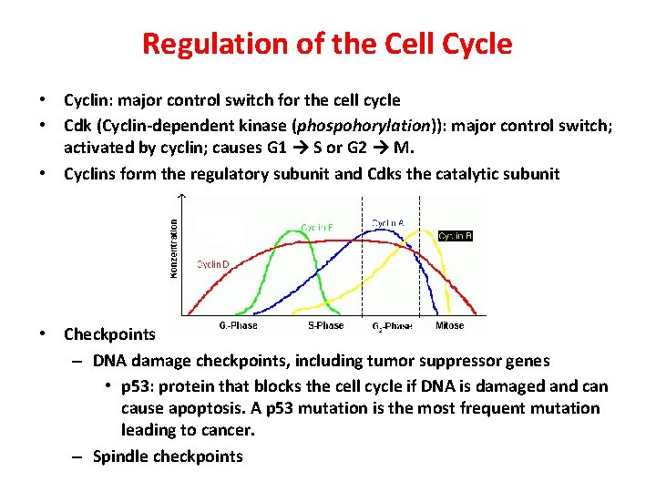 Regulation of the Cell Cycle • Cyclin: major control switch for the cell cycle