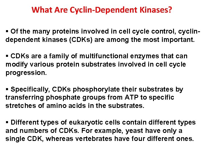 What Are Cyclin-Dependent Kinases? § Of the many proteins involved in cell cycle control,