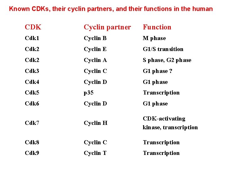Known CDKs, their cyclin partners, and their functions in the human CDK Cyclin partner