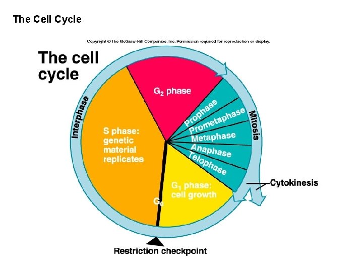 The Cell Cycle 