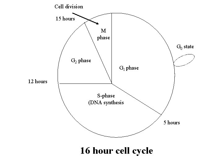 Cell division 15 hours M phase G 0 state G 2 phase G 1