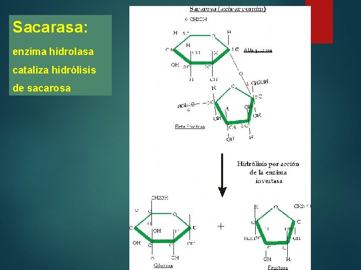 Sacarasa: enzima hidrolasa cataliza hidrólisis de sacarosa 