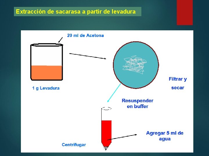 Extracción de sacarasa a partir de levadura 