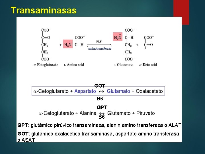 Transaminasas GOT B 6 GPT: glutámico pirúvico transaminasa, alanin amino transferasa o ALAT GOT: