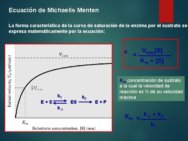 Ecuación de Michaelis Menten La forma característica de la curva de saturación de la