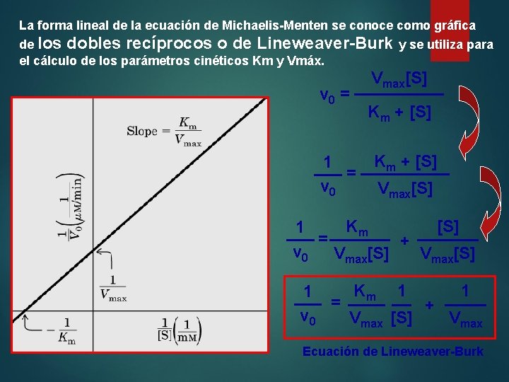La forma lineal de la ecuación de Michaelis-Menten se conoce como gráfica de los