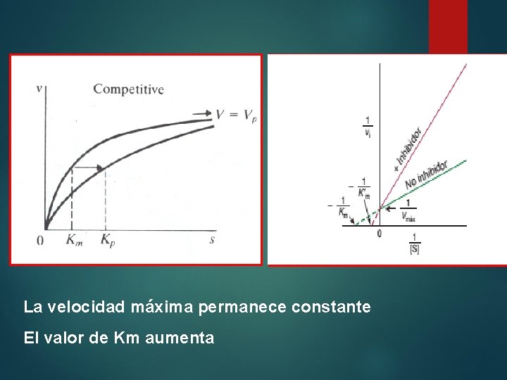 La velocidad máxima permanece constante El valor de Km aumenta 
