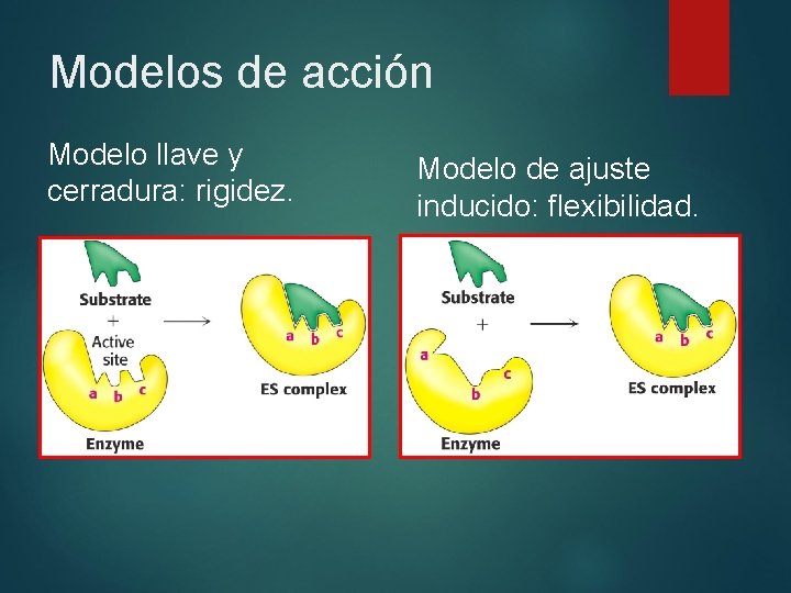 Modelos de acción Modelo llave y cerradura: rigidez. Modelo de ajuste inducido: flexibilidad. 