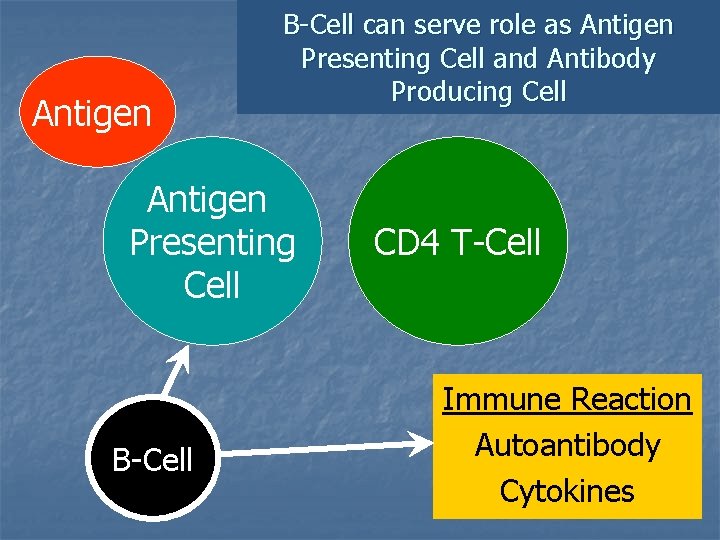 Antigen B-Cell can serve role as Antigen Presenting Cell and Antibody Producing Cell Antigen Antigen B-Cell can serve role as Antigen Presenting Cell and Antibody Producing Cell Antigen