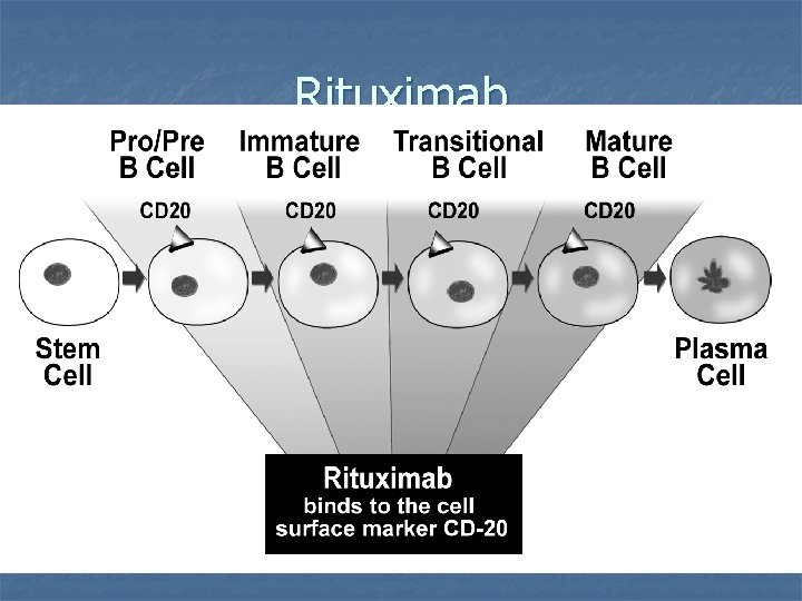 Rituximab Rituximab