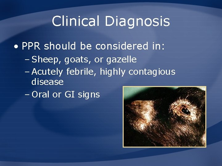 Clinical Diagnosis • PPR should be considered in: – Sheep, goats, or gazelle –