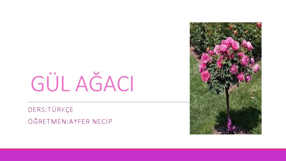 GÜL AĞACI DERS: TÜRKÇE ÖĞRETMEN: AYFER NECİP 