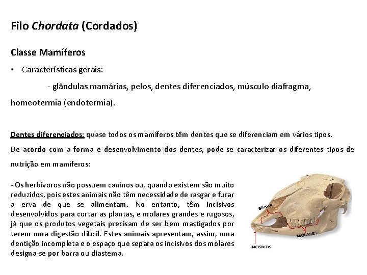 Filo Chordata (Cordados) Classe Mamíferos • Características gerais: - glândulas mamárias, pelos, dentes diferenciados,