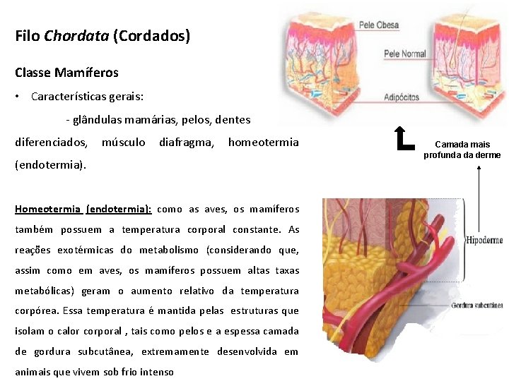 Filo Chordata (Cordados) Classe Mamíferos • Características gerais: - glândulas mamárias, pelos, dentes diferenciados,