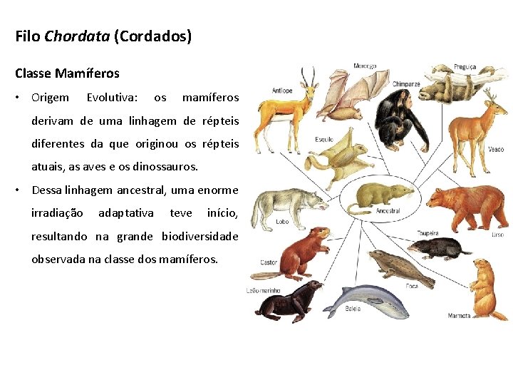 Filo Chordata (Cordados) Classe Mamíferos • Origem Evolutiva: os mamíferos derivam de uma linhagem