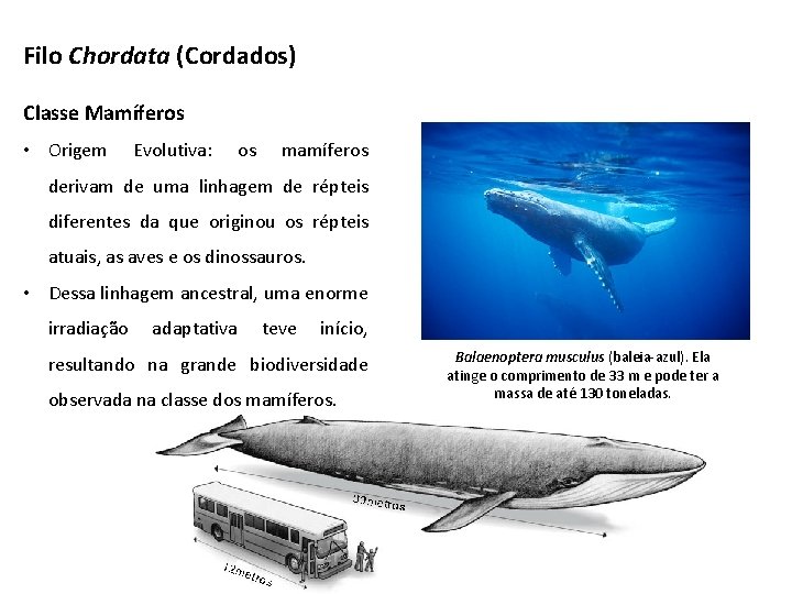 Filo Chordata (Cordados) Classe Mamíferos • Origem Evolutiva: os mamíferos derivam de uma linhagem