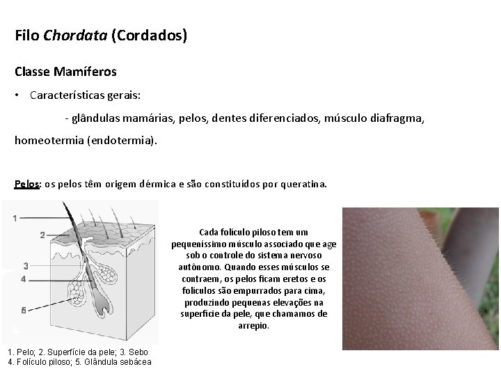 Filo Chordata (Cordados) Classe Mamíferos • Características gerais: - glândulas mamárias, pelos, dentes diferenciados,