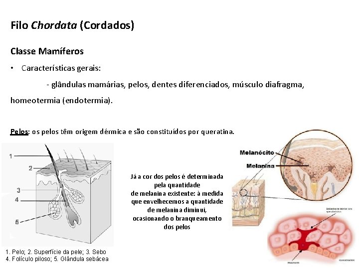 Filo Chordata (Cordados) Classe Mamíferos • Características gerais: - glândulas mamárias, pelos, dentes diferenciados,