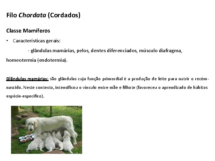 Filo Chordata (Cordados) Classe Mamíferos • Características gerais: - glândulas mamárias, pelos, dentes diferenciados,