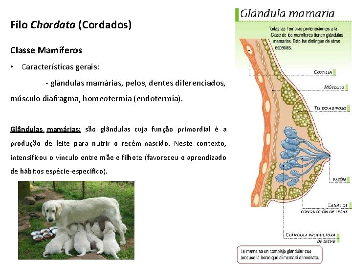 Filo Chordata (Cordados) Classe Mamíferos • Características gerais: - glândulas mamárias, pelos, dentes diferenciados,