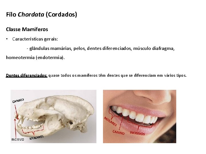 Filo Chordata (Cordados) Classe Mamíferos • Características gerais: - glândulas mamárias, pelos, dentes diferenciados,