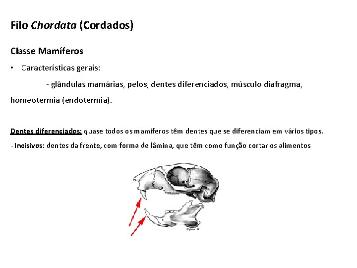 Filo Chordata (Cordados) Classe Mamíferos • Características gerais: - glândulas mamárias, pelos, dentes diferenciados,