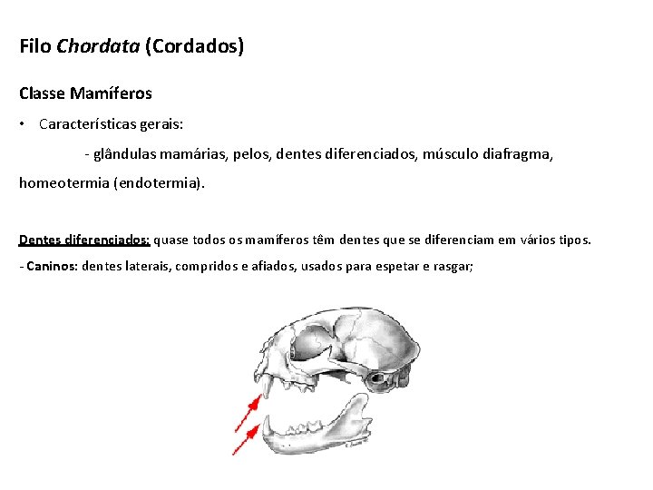 Filo Chordata (Cordados) Classe Mamíferos • Características gerais: - glândulas mamárias, pelos, dentes diferenciados,