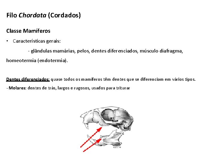 Filo Chordata (Cordados) Classe Mamíferos • Características gerais: - glândulas mamárias, pelos, dentes diferenciados,