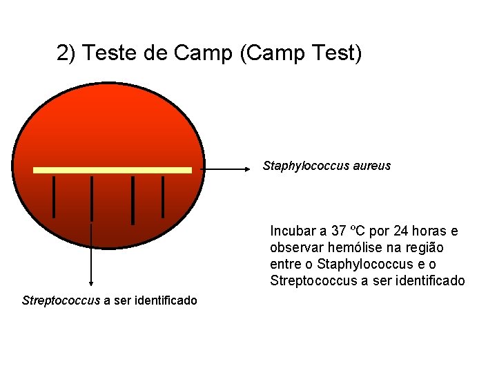 2) Teste de Camp (Camp Test) Staphylococcus aureus Incubar a 37 ºC por 24