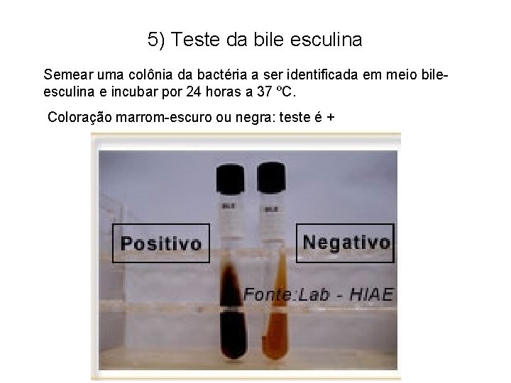 5) Teste da bile esculina Semear uma colônia da bactéria a ser identificada em