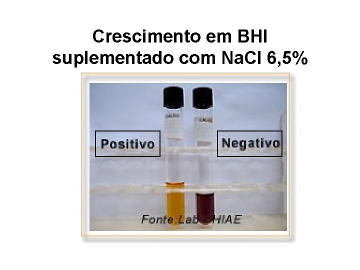 Crescimento em BHI suplementado com Na. Cl 6, 5% 