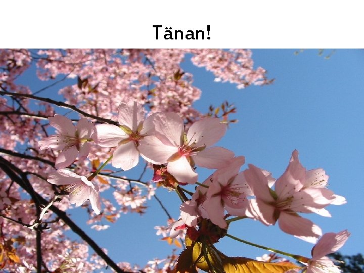 Tänan! 