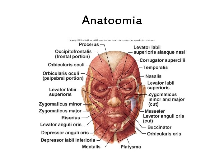 Anatoomia 