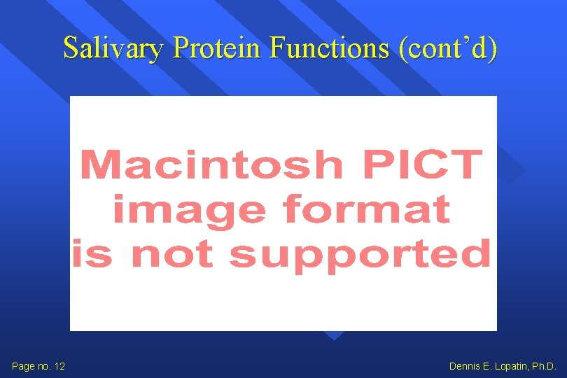 Salivary Protein Functions (cont’d) Page no. 12 Dennis E. Lopatin, Ph. D. 