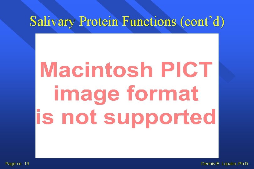 Salivary Protein Functions (cont’d) Page no. 13 Dennis E. Lopatin, Ph. D. 