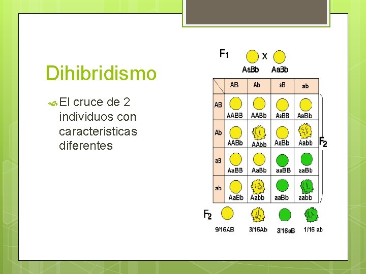 Dihibridismo El cruce de 2 individuos con caracteristicas diferentes Dihibridismo El cruce de 2 individuos con caracteristicas diferentes