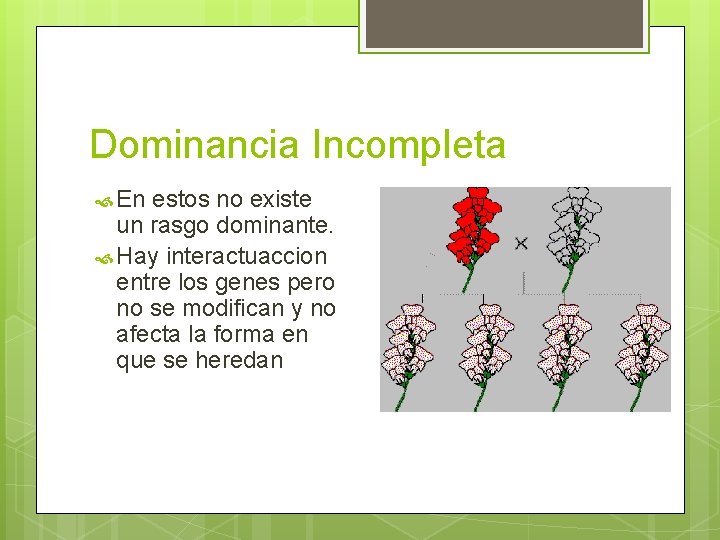 Dominancia Incompleta En estos no existe un rasgo dominante. Hay interactuaccion entre los genes Dominancia Incompleta En estos no existe un rasgo dominante. Hay interactuaccion entre los genes