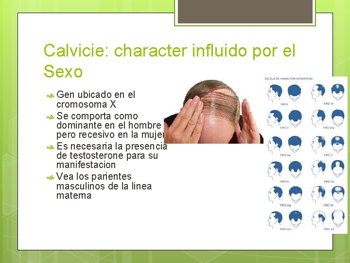 Calvicie: character influido por el Sexo Gen ubicado en el cromosoma X Se comporta Calvicie: character influido por el Sexo Gen ubicado en el cromosoma X Se comporta