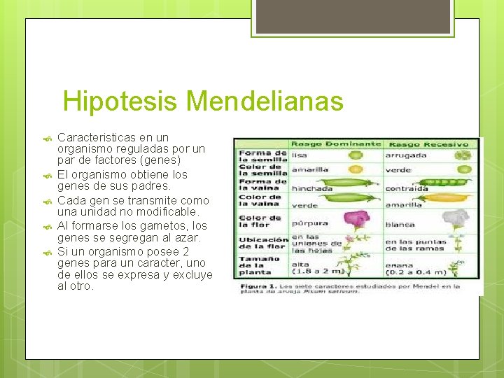Hipotesis Mendelianas Caracteristicas en un organismo reguladas por un par de factores (genes) El Hipotesis Mendelianas Caracteristicas en un organismo reguladas por un par de factores (genes) El