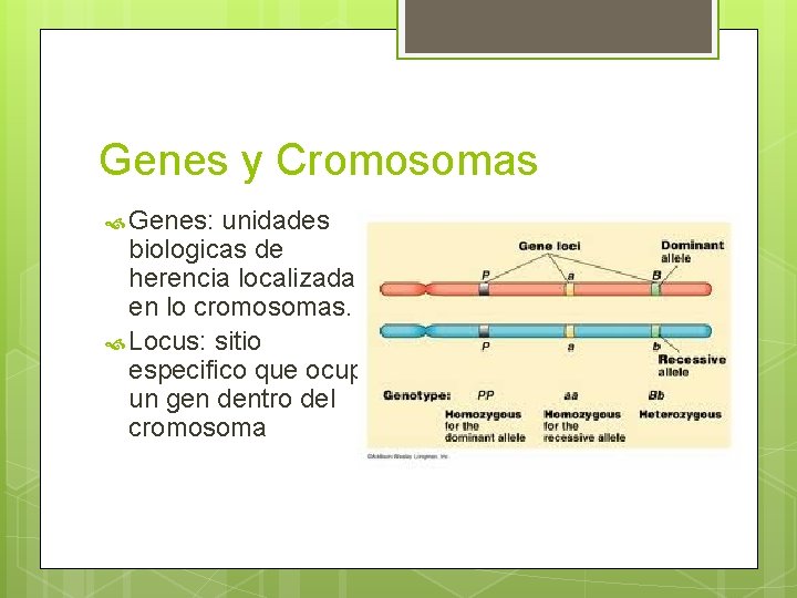 Genes y Cromosomas Genes: unidades biologicas de herencia localizadas en lo cromosomas. Locus: sitio Genes y Cromosomas Genes: unidades biologicas de herencia localizadas en lo cromosomas. Locus: sitio