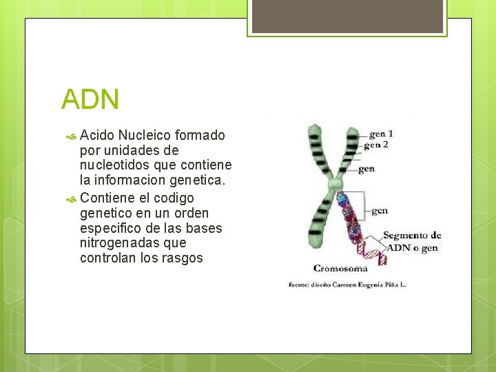 ADN Acido Nucleico formado por unidades de nucleotidos que contiene la informacion genetica. Contiene ADN Acido Nucleico formado por unidades de nucleotidos que contiene la informacion genetica. Contiene