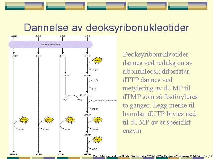 Dannelse av deoksyribonukleotider Deoksyribonukleotider dannes ved reduksjon av ribonukleosiddifosfater. d. TTP dannes ved metylering