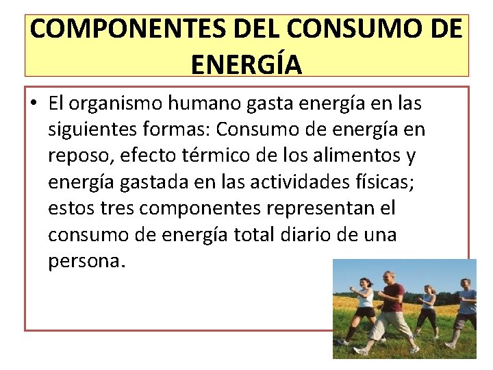 COMPONENTES DEL CONSUMO DE ENERGÍA • El organismo humano gasta energía en las siguientes