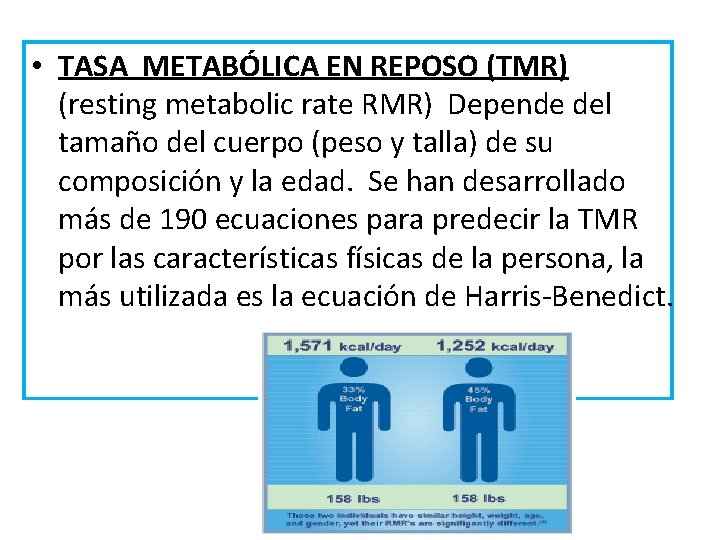  • TASA METABÓLICA EN REPOSO (TMR) (resting metabolic rate RMR) Depende del tamaño