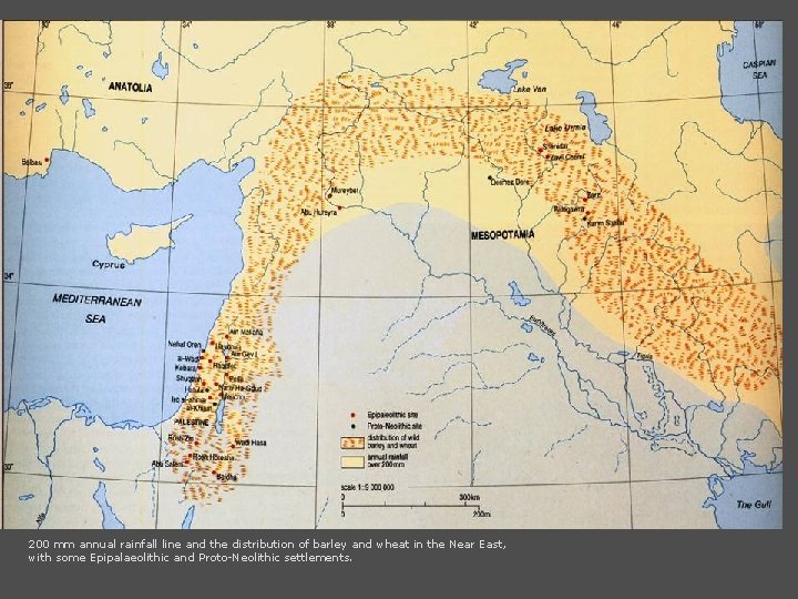 200 mm annual rainfall line and the distribution of barley and wheat in the