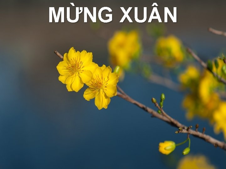 MỪNG XU N 