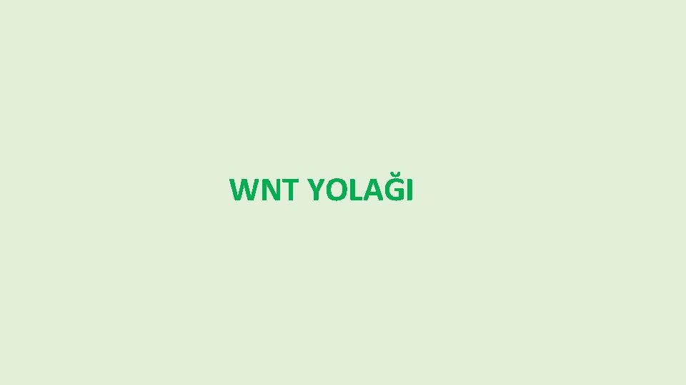 WNT YOLAĞI 