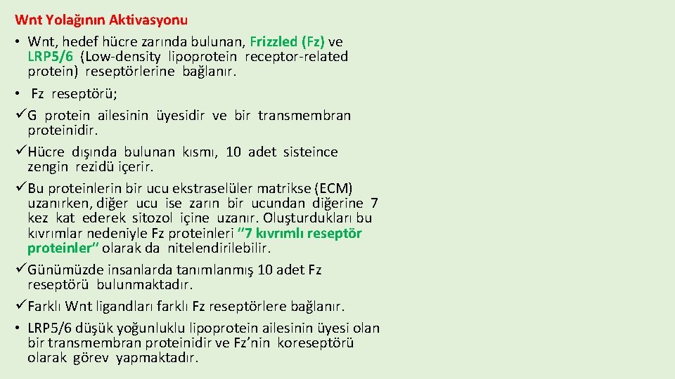 Wnt Yolağının Aktivasyonu • Wnt, hedef hücre zarında bulunan, Frizzled (Fz) ve LRP 5/6