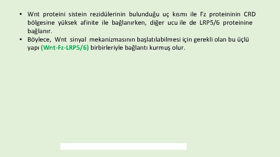  • Wnt proteini sistein rezidülerinin bulunduğu uç kısmı ile Fz proteininin CRD bölgesine